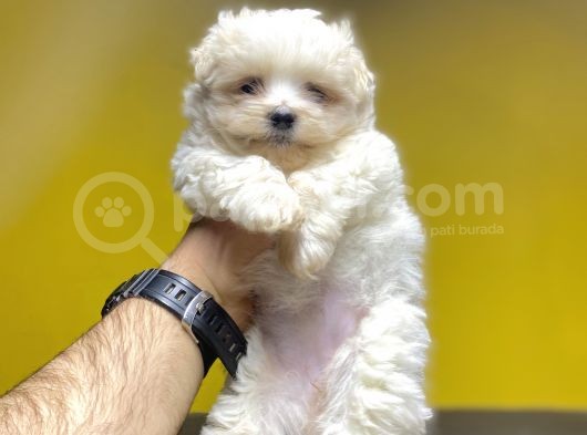 Di̇zayn Irk Malti̇poo Bebekler A Kali̇te görsel