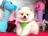 Ayıcık Surat Boo Pomeranian Yavrular