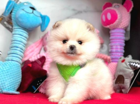 Ayıcık Surat Boo Pomeranian Yavrular görsel