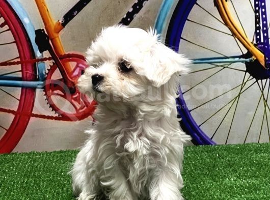 Maltese Terri̇er Yavrular