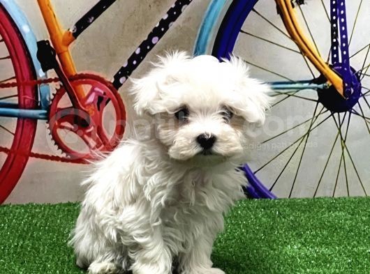 Maltese Terri̇er Yavrular görsel