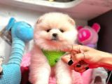 Ayıcık Surat Boo Pomeranian Yavrular