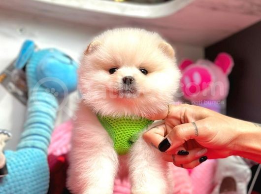 Ayıcık Surat Boo Pomeranian Yavrular