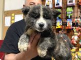 Ultra kalitede Akita inu yavruları