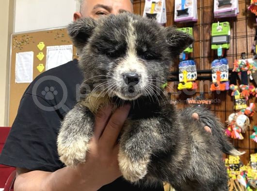Ultra Kalitede Akita Inu Yavruları