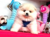 Teddy Face Boo Pomeranian Yavrular
