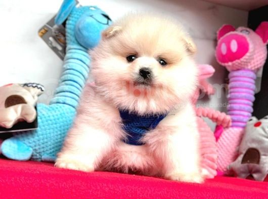 Teddy Face Boo Pomeranian Yavrular görsel