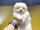 DİZAYN IRK MALTİPOO BEBEKLER A KALİTE