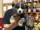 Ultra Kalitede Akita Inu Yavruları