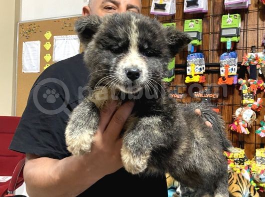 Ultra Kalitede Akita Inu Yavruları görsel