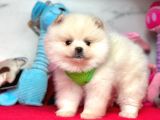 Ayıcık Surat Boo Pomeranian Yavrular