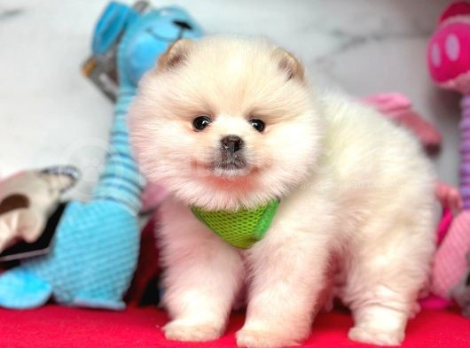 Ayıcık Surat Boo Pomeranian Yavrular görsel