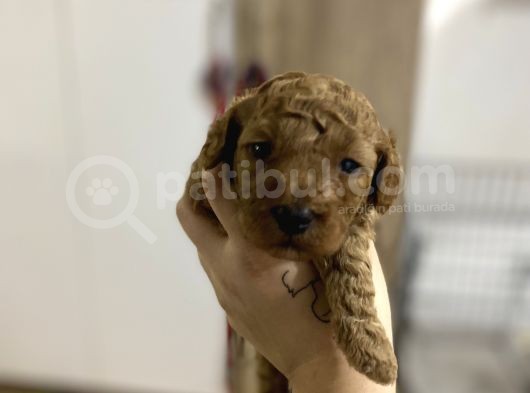 Aşılı Çipli Sağlık Ve Kilo Garantili Toy Bebekler görsel
