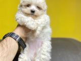 Di̇zayn Irk Malti̇poo Bebekler A Kali̇te