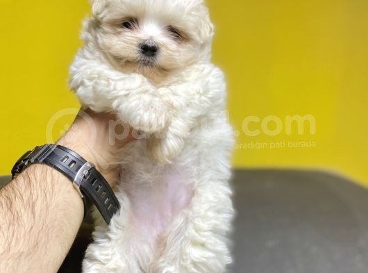 Di̇zayn Irk Malti̇poo Bebekler A Kali̇te görsel