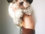 Ultra Kalitede Shihtzu Yavrularımız