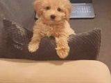 Malti̇po Ci̇nsi̇ 