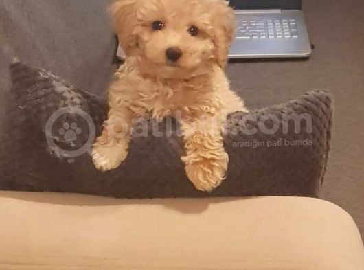 Malti̇po Ci̇nsi̇  görsel