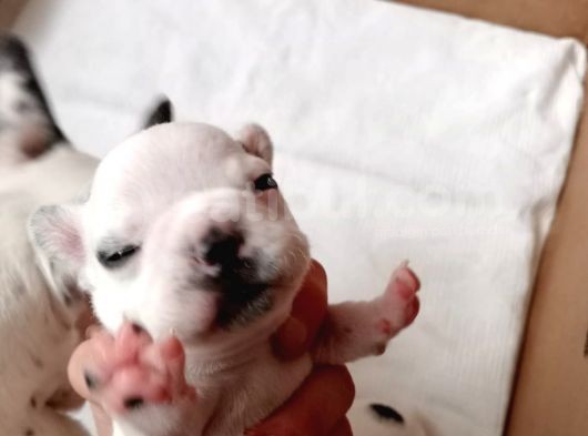 French Bulldog Yavru (Bursa Köpek Okulu)