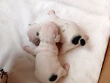 French Bulldog Yavru (Bursa Köpek Okulu)