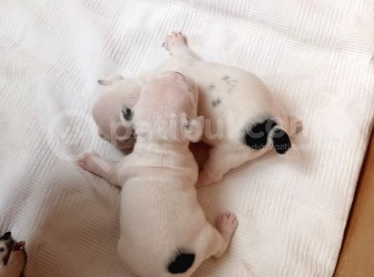 French Bulldog Yavru (Bursa Köpek Okulu) görsel