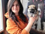 Pomeranian Yavrular (Bursa Köpek Okulu)