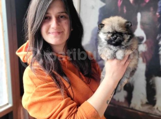 Pomeranian Yavrular (Bursa Köpek Okulu)