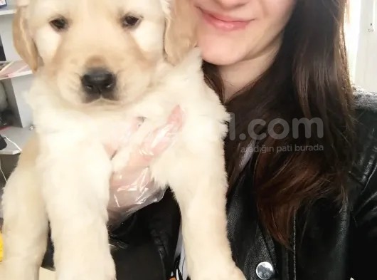 Golden Yavrusu (Bursa Köpek Okulu) görsel