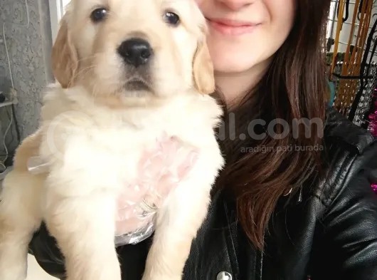 Golden Yavrusu (Bursa Köpek Okulu) görsel