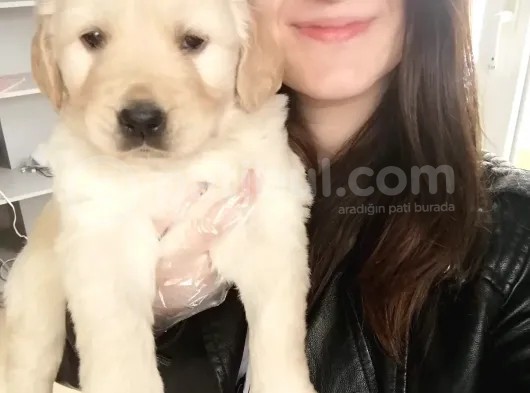 Golden Yavrusu (Bursa Köpek Okulu)