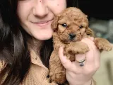 Toy Poodle Yavru (Bursa Köpek Okulu)
