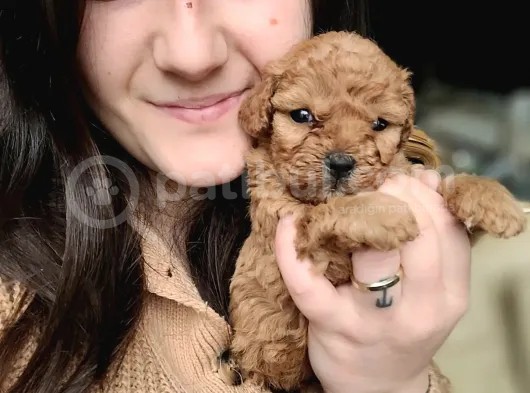 Toy Poodle Yavru (Bursa Köpek Okulu) görsel