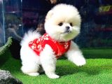Sözleşmeli ve pasaportlu safkan Pomeranian BOO yavrumuz