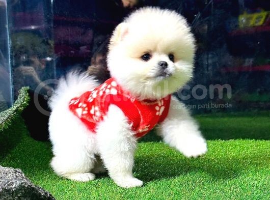 Sözleşmeli Ve Pasaportlu Safkan Pomeranian Boo Yavrumuz