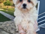 VONALPET GARANTİSİYLE MÜKEMMEL KALİTEDE MORKİE  YAVRULARIMIZ