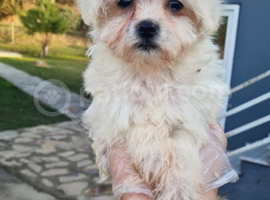Vonalpet Garanti̇si̇yle Mükemmel Kali̇tede Morki̇e  Yavrularimiz