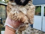 Vonalpet Garanti̇si̇yle Mükemmel Kali̇tede Morki̇e  Yavrularimiz