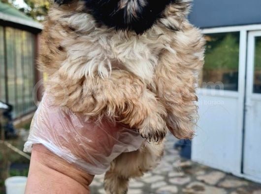 Vonalpet Garanti̇si̇yle Mükemmel Kali̇tede Morki̇e  Yavrularimiz görsel