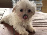 Vonalpet Garanti̇si̇yle Mükemmel Kali̇tede Morki̇e  Yavrularimiz