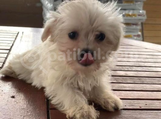 Vonalpet Garanti̇si̇yle Mükemmel Kali̇tede Morki̇e  Yavrularimiz görsel