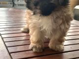 Vonalpet Garanti̇si̇yle Mükemmel Kali̇tede Morki̇e  Yavrularimiz