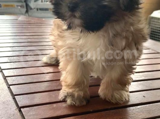 Vonalpet Garanti̇si̇yle Mükemmel Kali̇tede Morki̇e  Yavrularimiz görsel