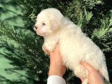 Malti̇po Teacup Erkek Karbeyaz
