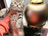 British Shorthair Black Golden Yavrular