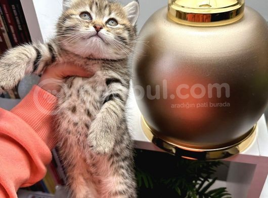 British Shorthair Black Golden Yavrular