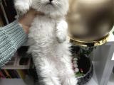 British Longhair Ns1133 Yavrular