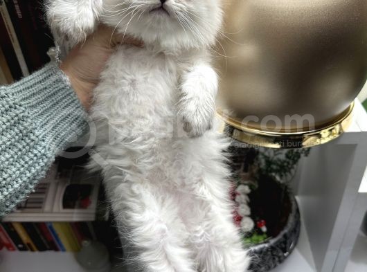 British Longhair Ns1133 Yavrular görsel