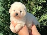 MALTİPO TEACUP ERKEK KARBEYAZ