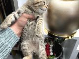 British Shorthair Black Golden Yavrular