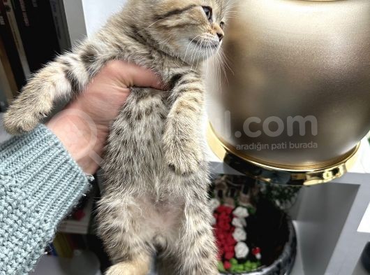 British Shorthair Black Golden Yavrular görsel